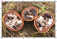 Elaphomyces quercicola